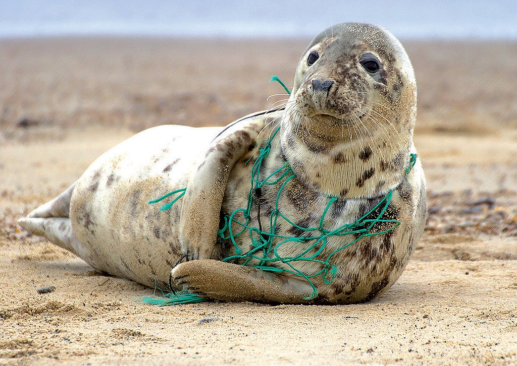 problems-plastic-pollution-creates-for-wildlife-in-the-ocean-ocean